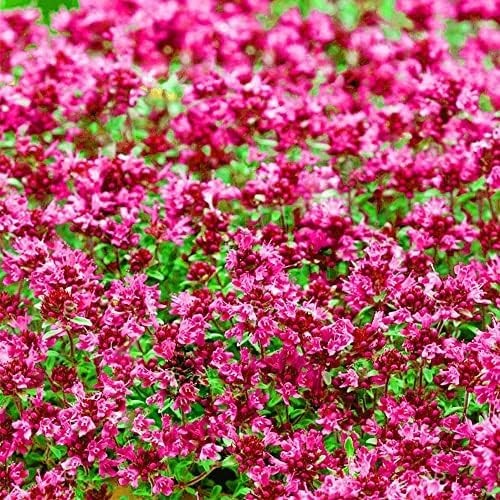 Red Creeping Thyme Seeds for Planting 20000+ Non-GMO Brown,Green,Red