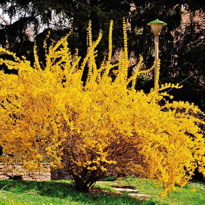 Lynwood Gold Forsythia Bush Live Plants 6-13 Inch Tall, Yellow in Pot