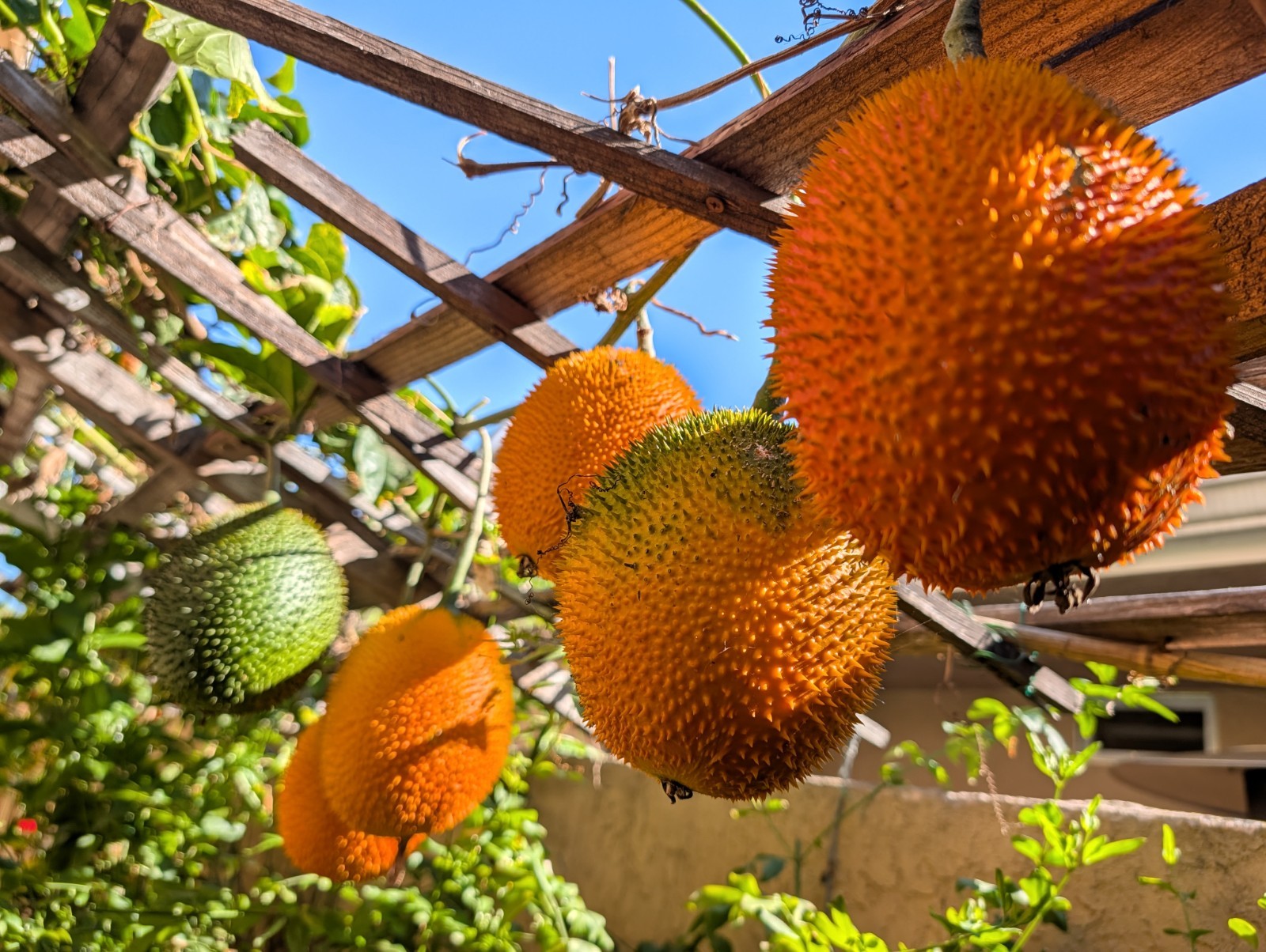 Dec 2025 Harvest | 10 Gac Fruit Seeds | Momordica Cochinchinensis | Hạt Trái Gấc