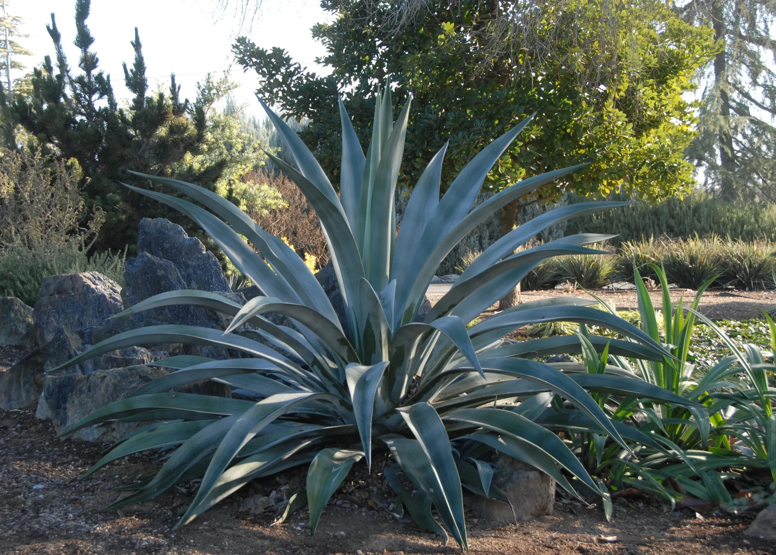Agave weberi – 3 Bulbils, Ornamental & Spirit Production, Dec 2025