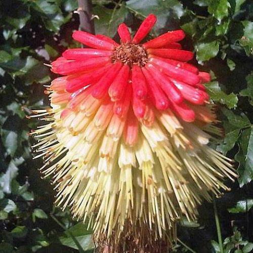 Kniphofia uvaria | Red Hot Poker | Torch Lily | Tritoma | 10 Seeds