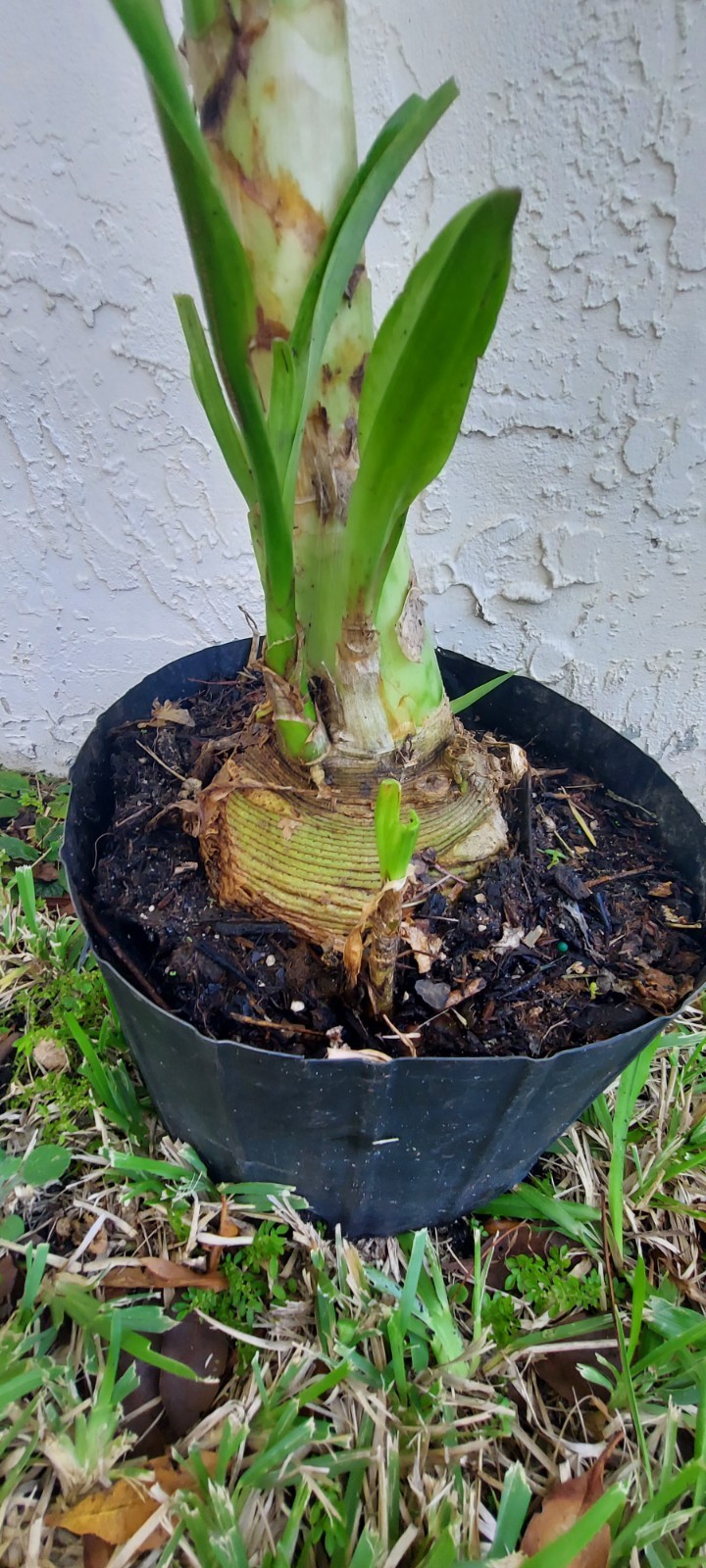 Giant White Lilly Spider Crinum Asiaticum Live Indoor Outdoor Large 24″ Plant