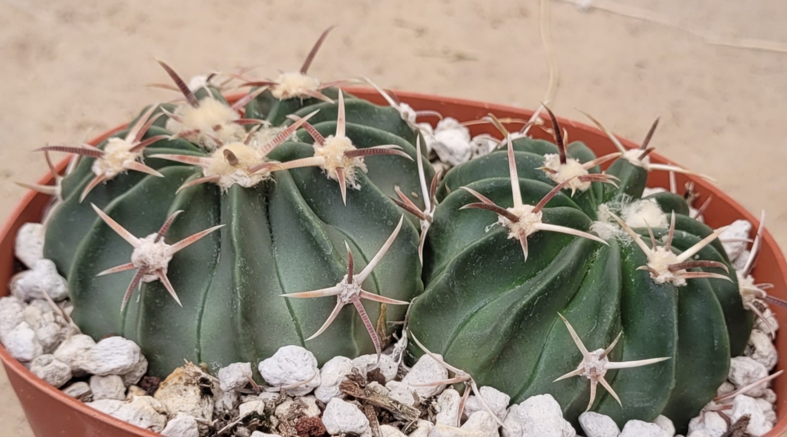Two Echinocactus Texensis ‘Horse Crippler’ – Bare Root