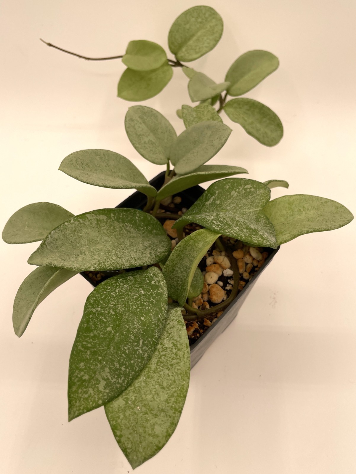 Hoya Carnosa ‘ Nova Ghost ‘ – 3.5 Inch Pot Super Healthy and Fully Rooted!