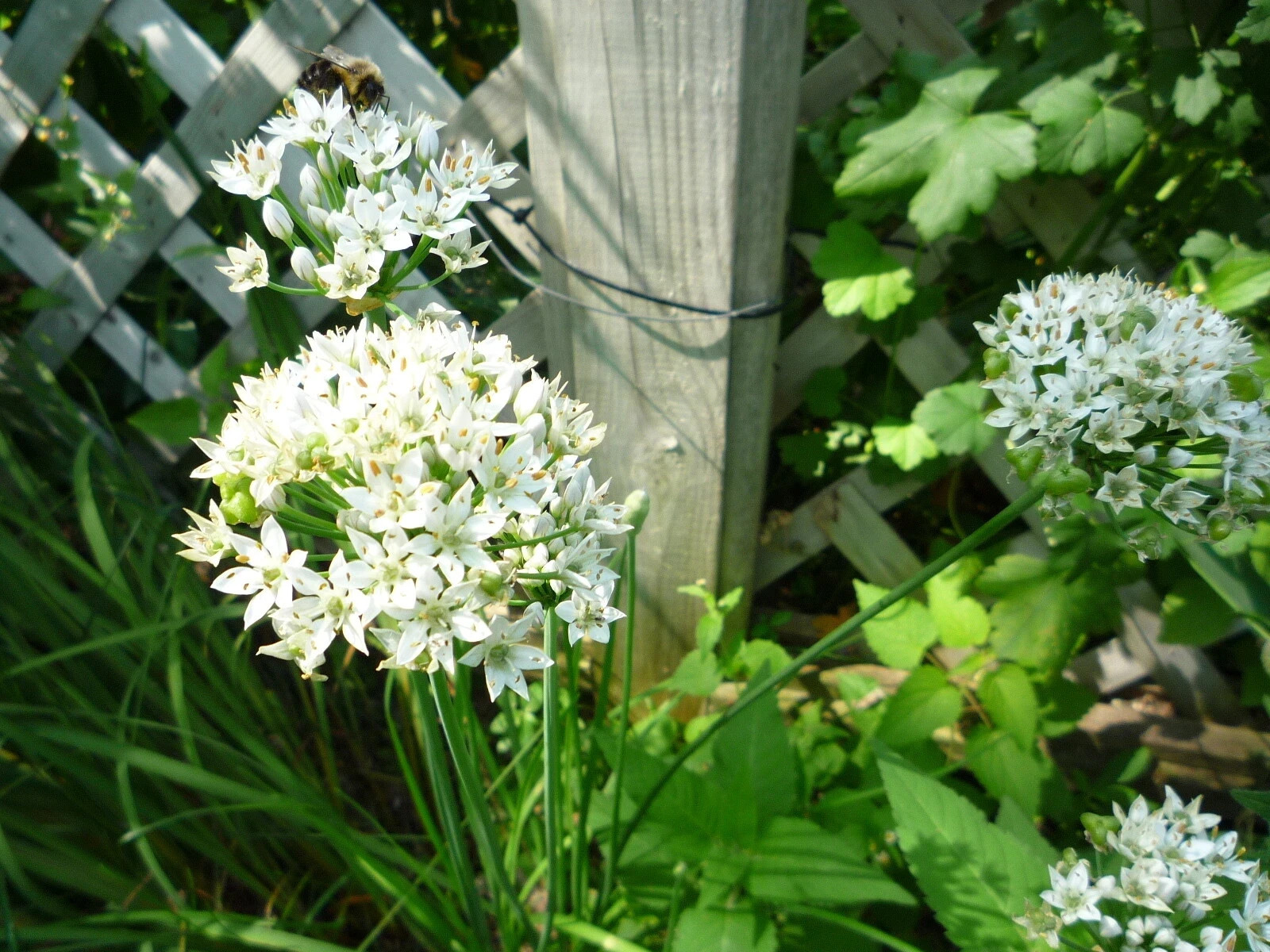 Garlic Chives/Allium tuberosum plants (9)