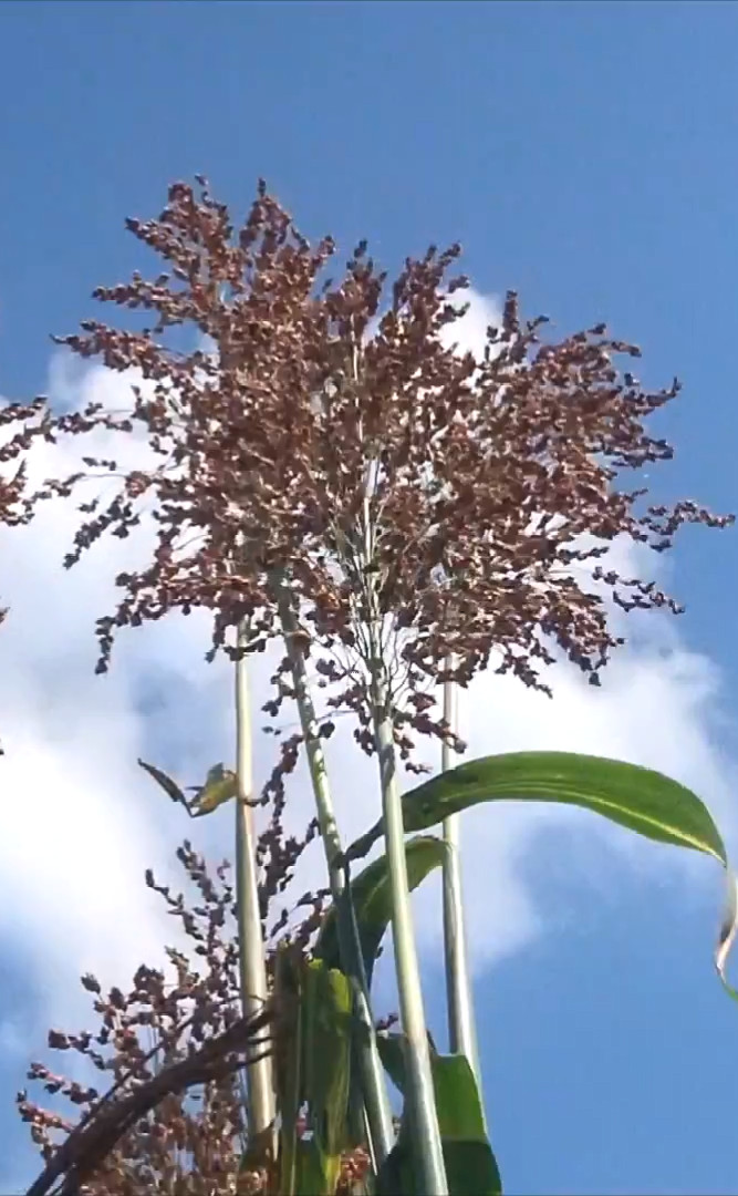 Mexican Native Wild Sugarcane, 50 Seeds- Caña Milpera Mexicana, 50 Semillas.