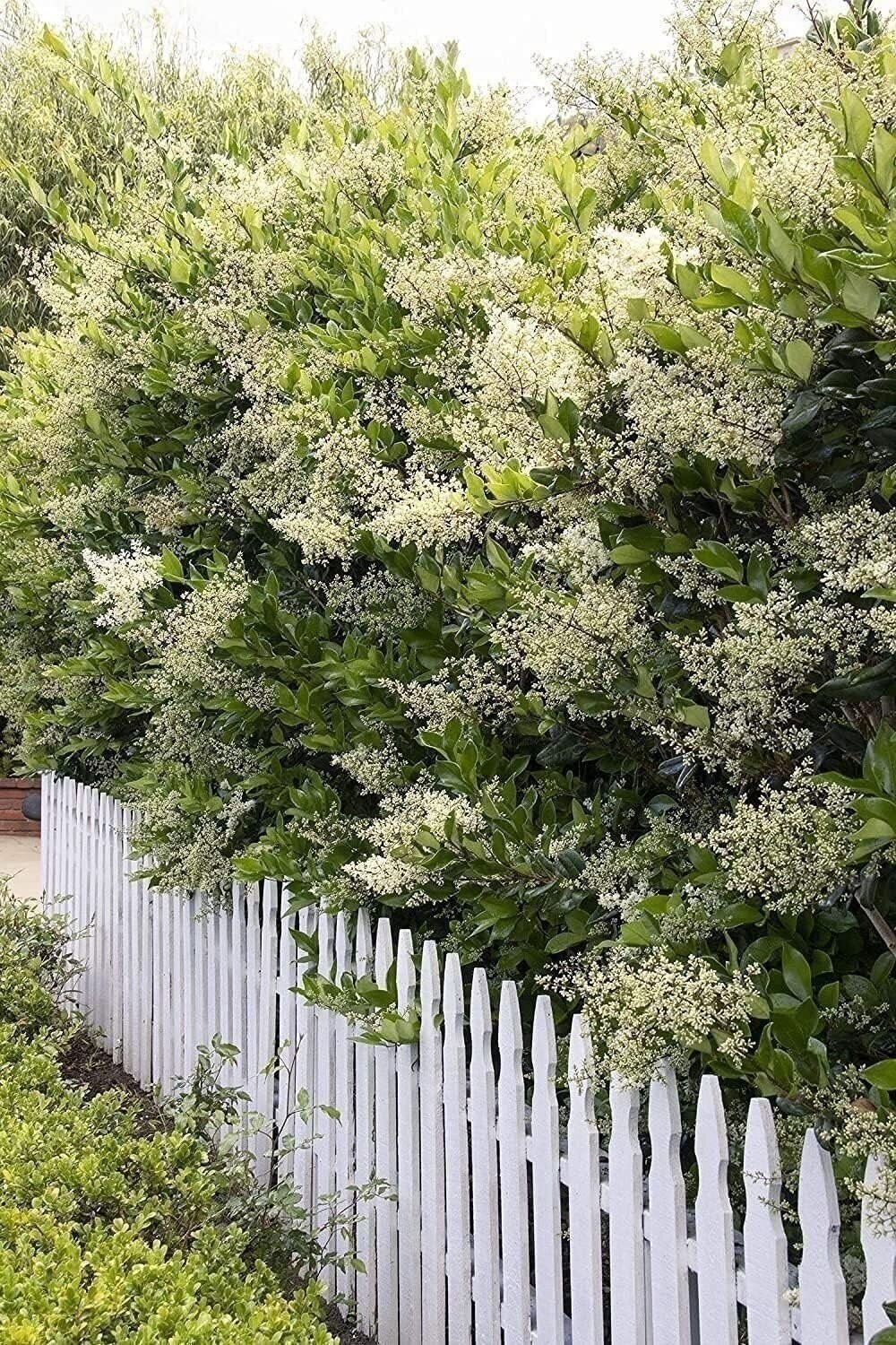 Ligustrum Waxleaf Privet | Quart | Ligustrum japonicum | Low Maintenance | Hardy