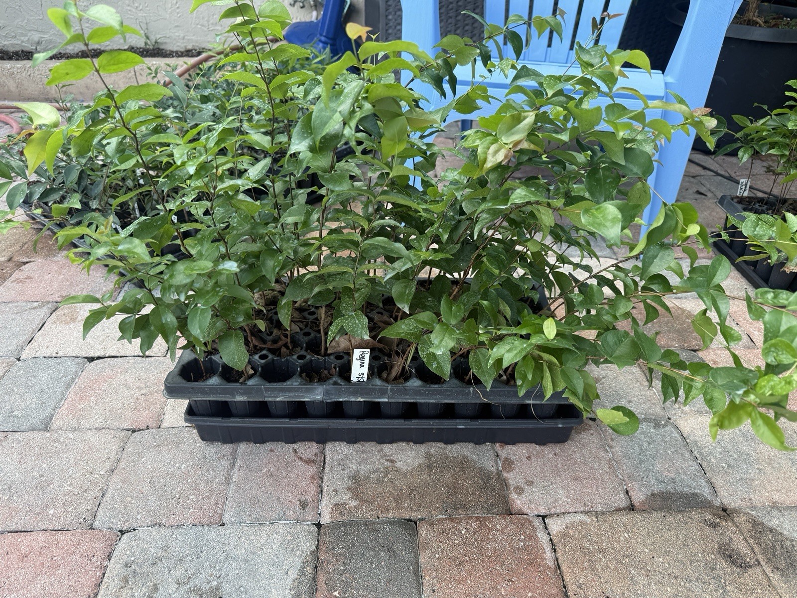 Eugenia uniflora ‘Regina’ Surinam Cherry Plug Seedling