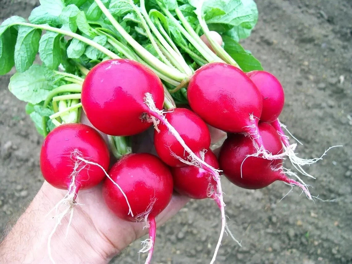 300+ CHERRY BELLE ORGANIC RADISH SEEDS AAS WINNER HEIRLOOM NON‑GMO FREE SHIPPING