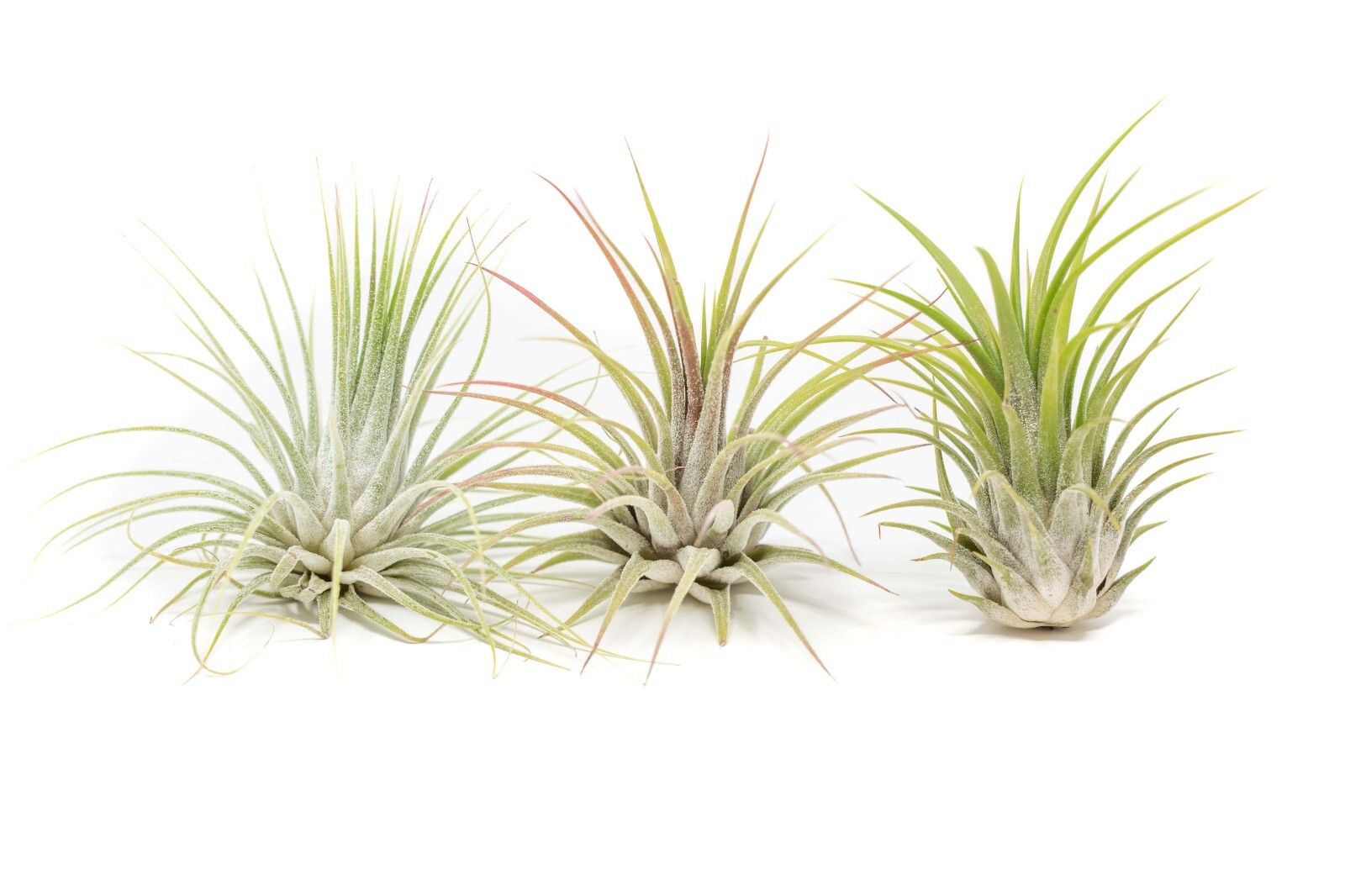 XL Tillandsia Ionantha Guatemala-Wholesale Bulk -Easy Care Indoor/Outdoor Plants