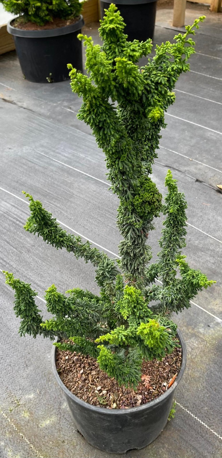 Chamaecyparis obtusa ‘Chirimen’ (Chirimen Hinoki Cypress)-6 years old trees