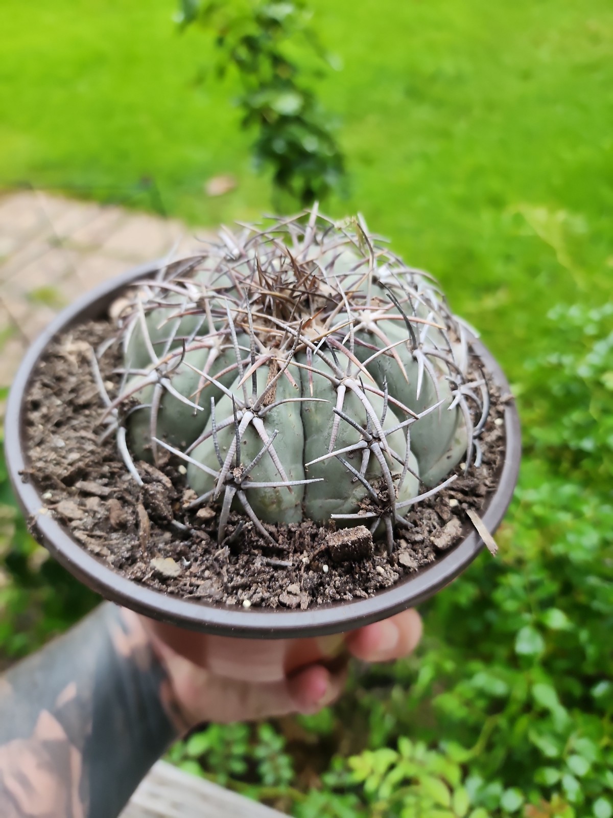 Large Echinocactus Horizonthalonius Horse Crippler Cactus Head BE8