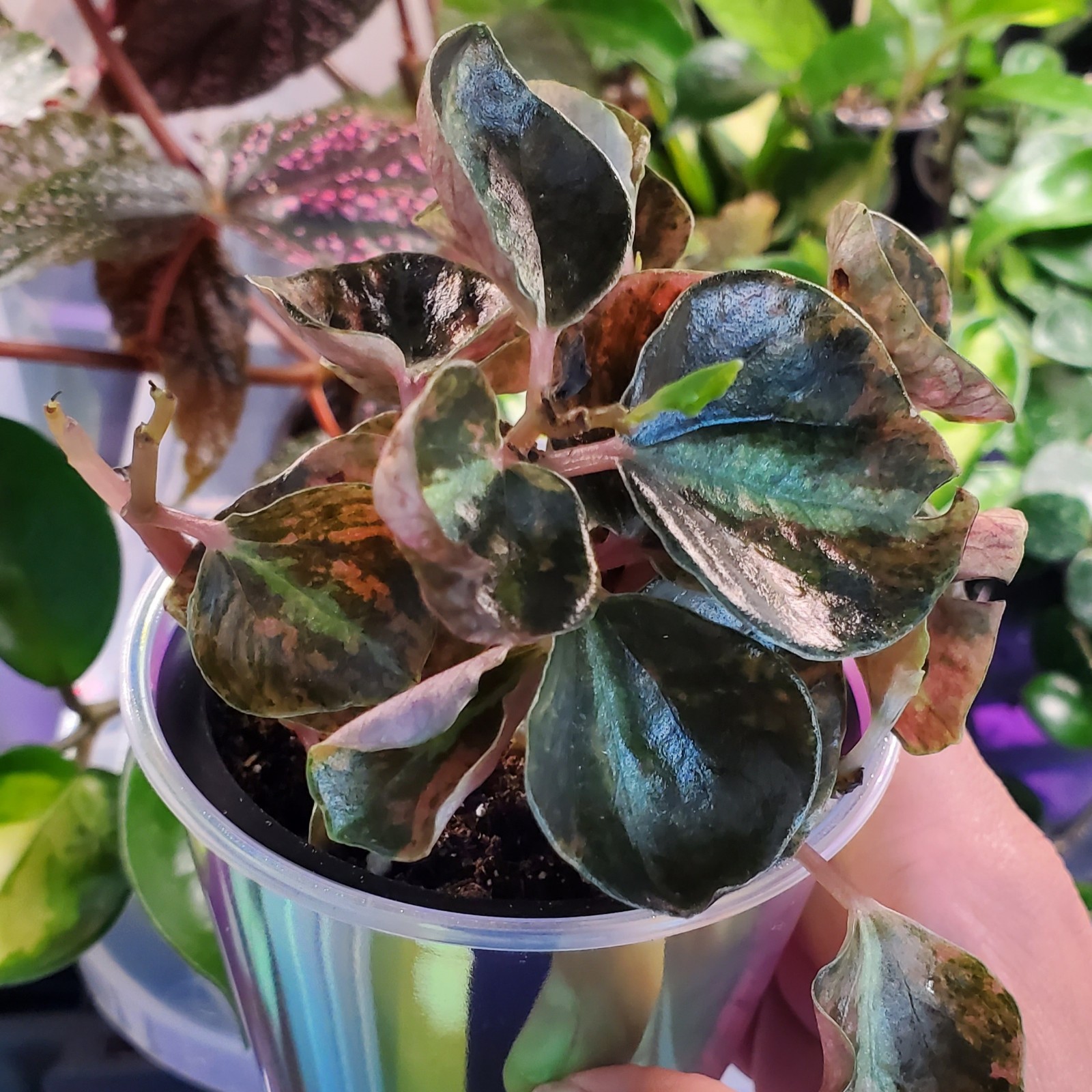 Peperomia Creme Brulee Metallic Orange Houseplant 3″ pot