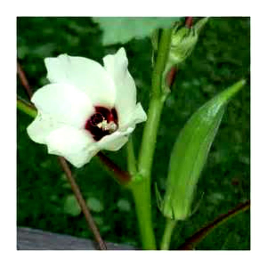 CLEMSON SPINELESS OKRA 40 SEEDS COMBINED S/H – SEE MY STORE
