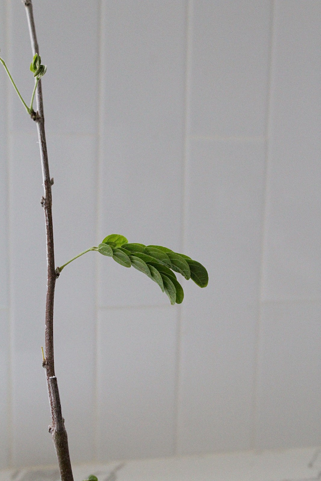 Powderpuff Pink Tree Starter – Calliandra Inaequilatera