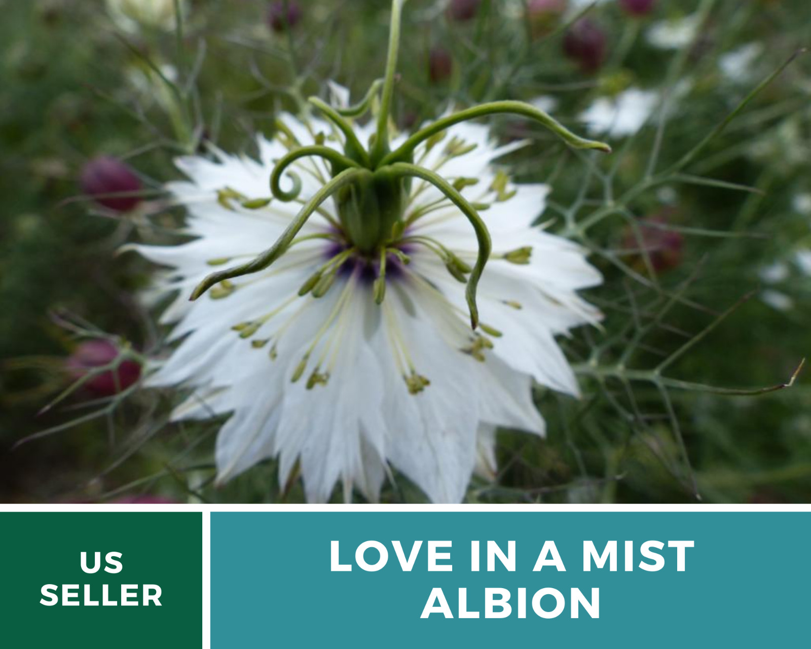 Love in a Mist, Albion Black Pods – 100 Seeds (Nigella Damascena)