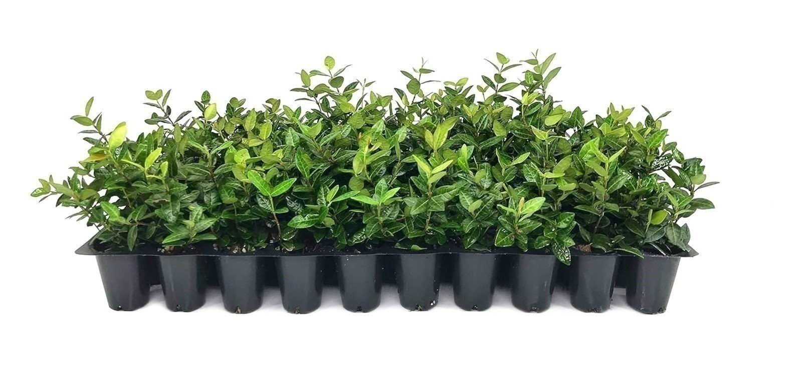 Jasmine Asiatic | 2 Inch | Trachelospermum asiaticum | Low Maintenance | Hardy