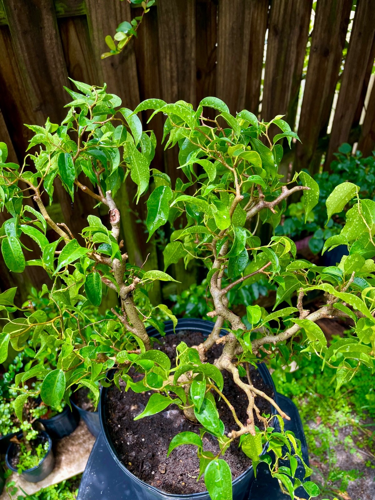 Ficus Bonsai Tree aerial roots 7 years Ariel roots on 1 ” trunk Size