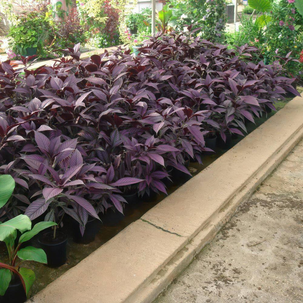 4 In. Persian Shield Purple Bloom Strobilanthes Plant (16-Pack)