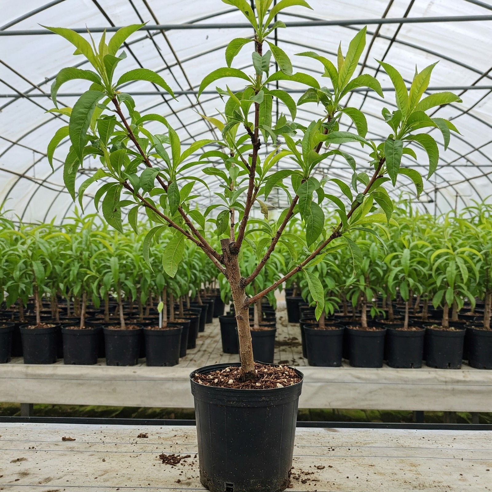 June Gold Peach Tree Live Plant Prunus Persica Outdoor Fruiting 6-7 Feet Tall