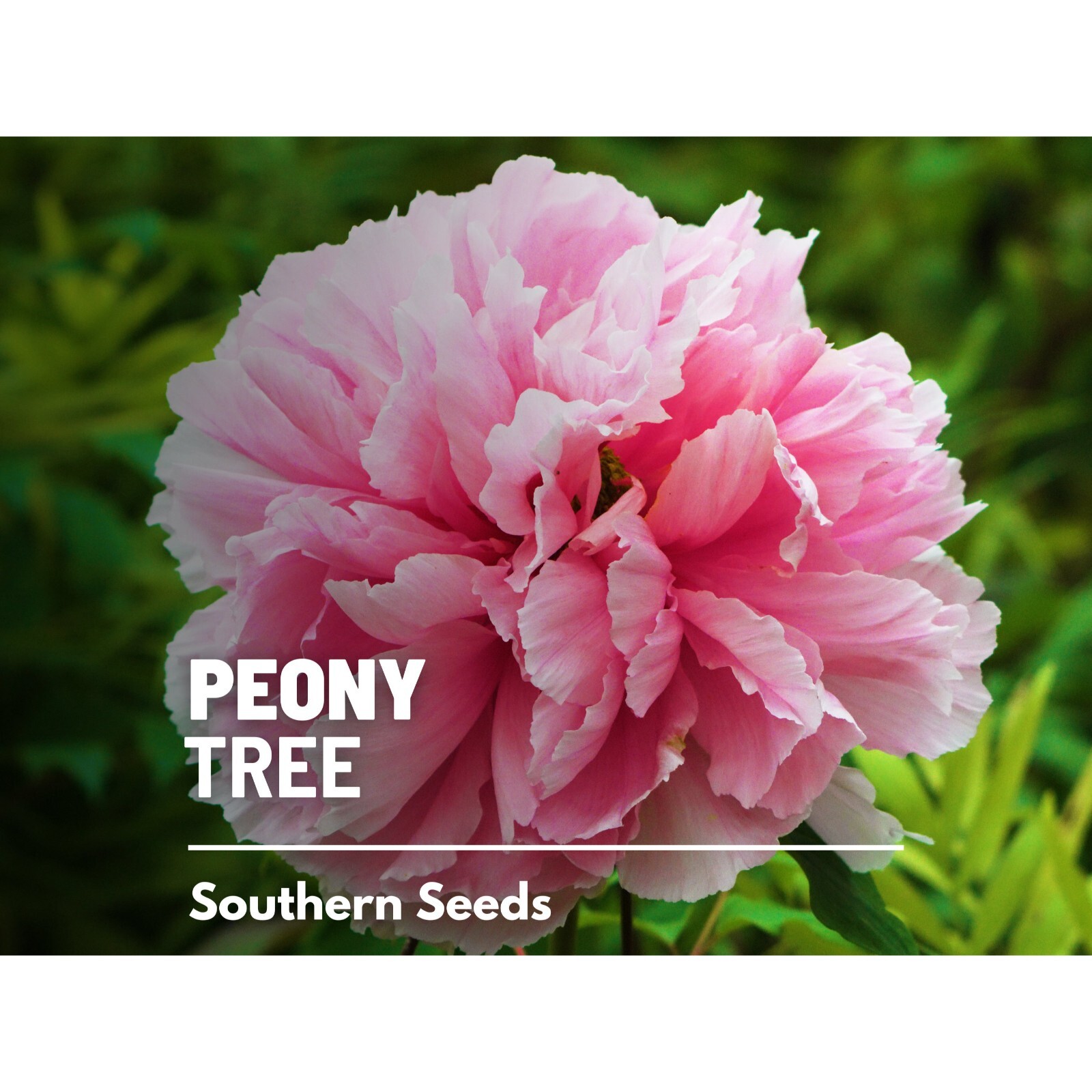 Peony, Moutan Tree – 10 Seeds – Heirloom Shrub – Paeonia suffruticosa