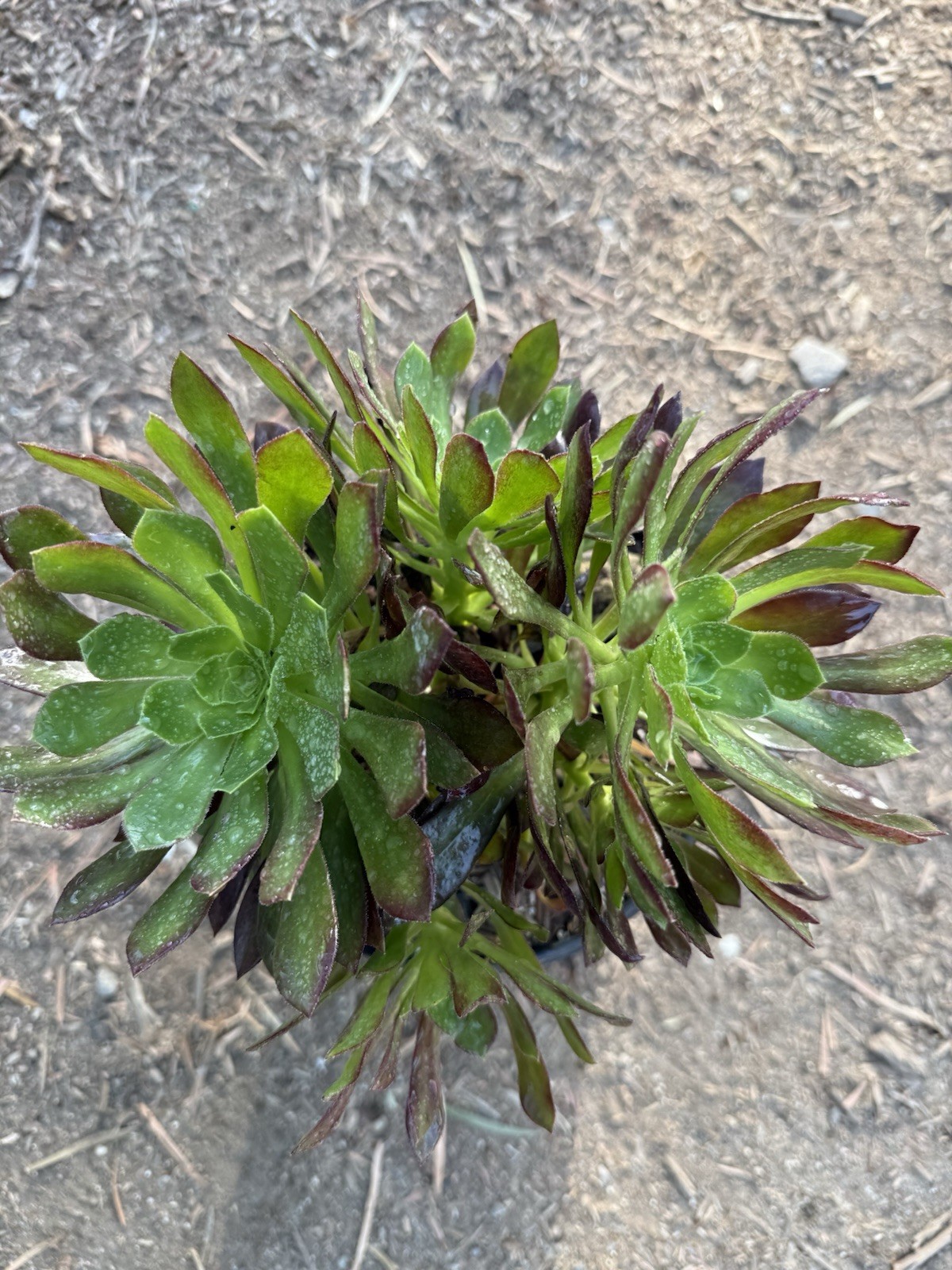 Aeounium Arboretum Atropurpureum Clump Live 2 Gallon Plant BAREROOT EASY TO GROW