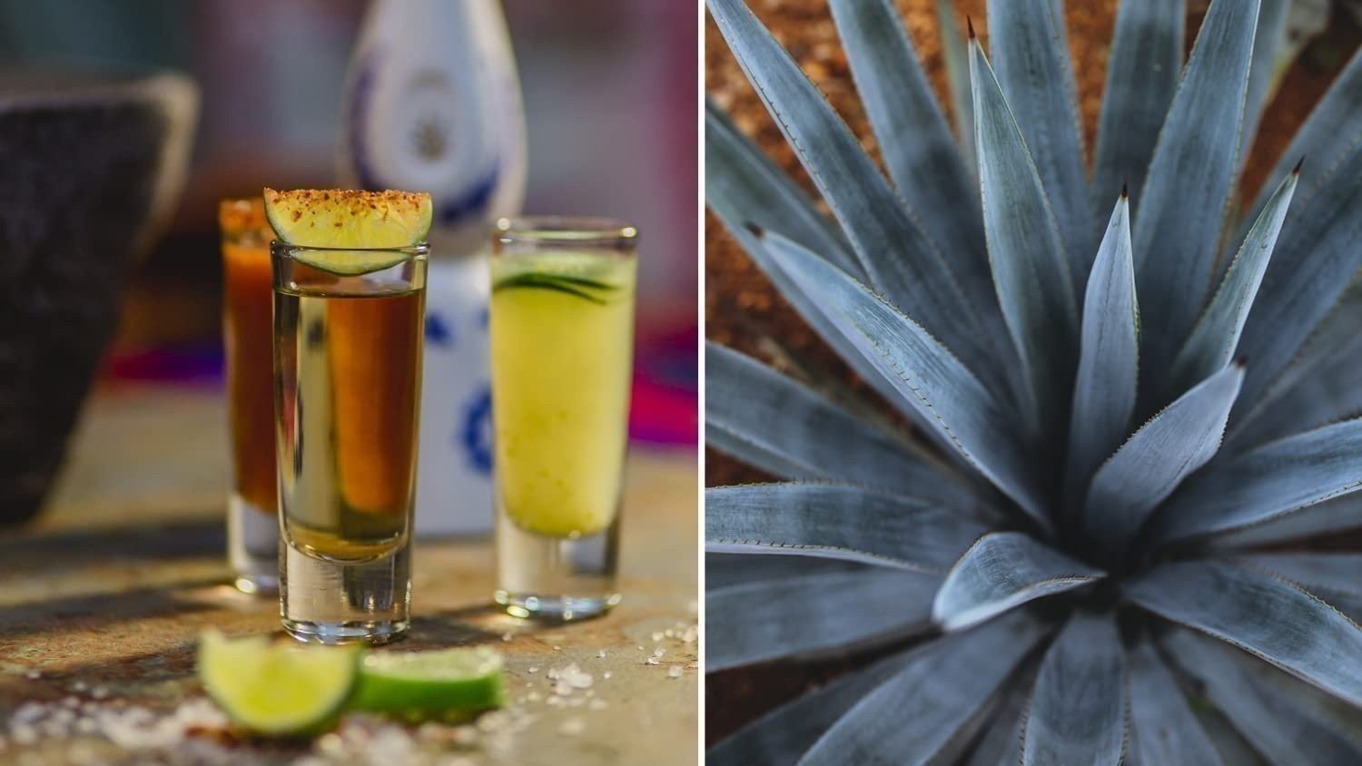 Agave Tequilana | 1 Gallon | Agave tequilana | Drought Tolerant | Succulent