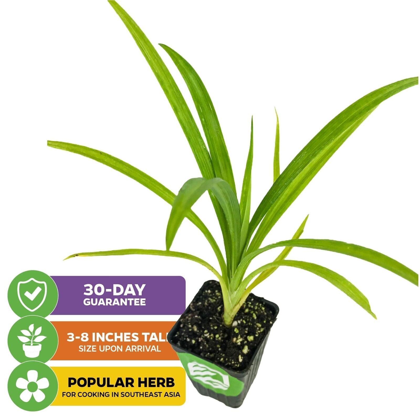 Pandan – Pandanus amaryllifolius