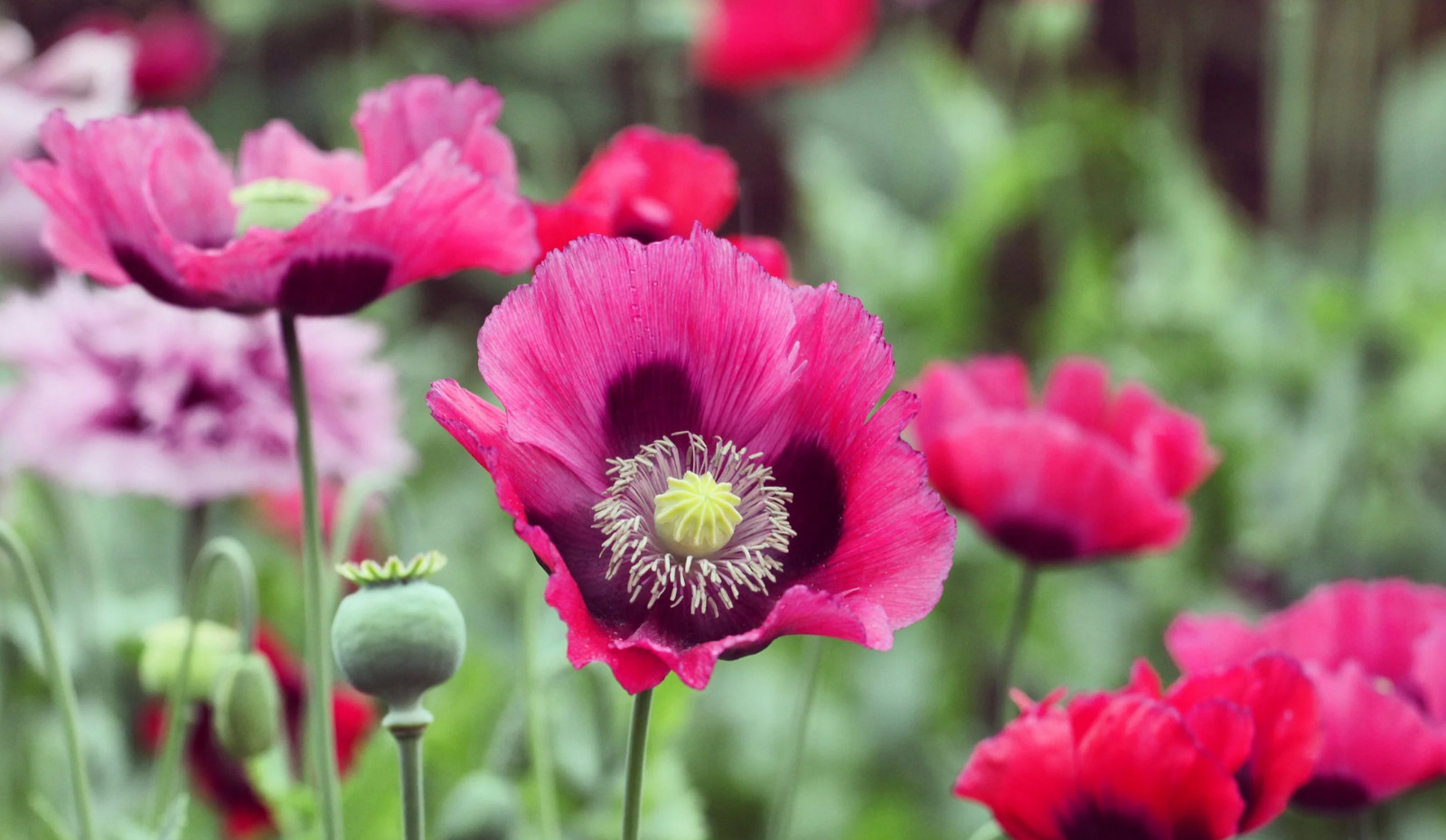 1,000 Turkish Blue Poppy Seeds P. Somniferum Large Purple To Red Blooms Few Left