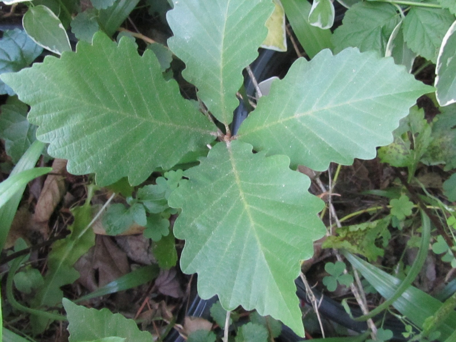 1 Starter Plant Swamp Chesnut Oak Tree, Live Plant 6 – 10” tall