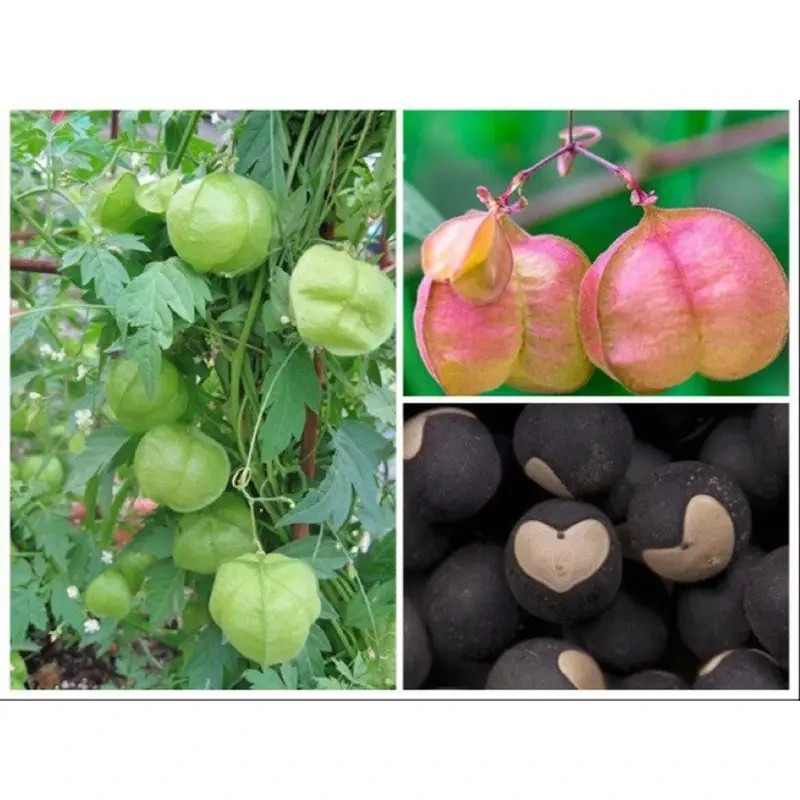 100 Pcs Cardiospermum halicacabum, Love-in-a-puff, Balloon Vine