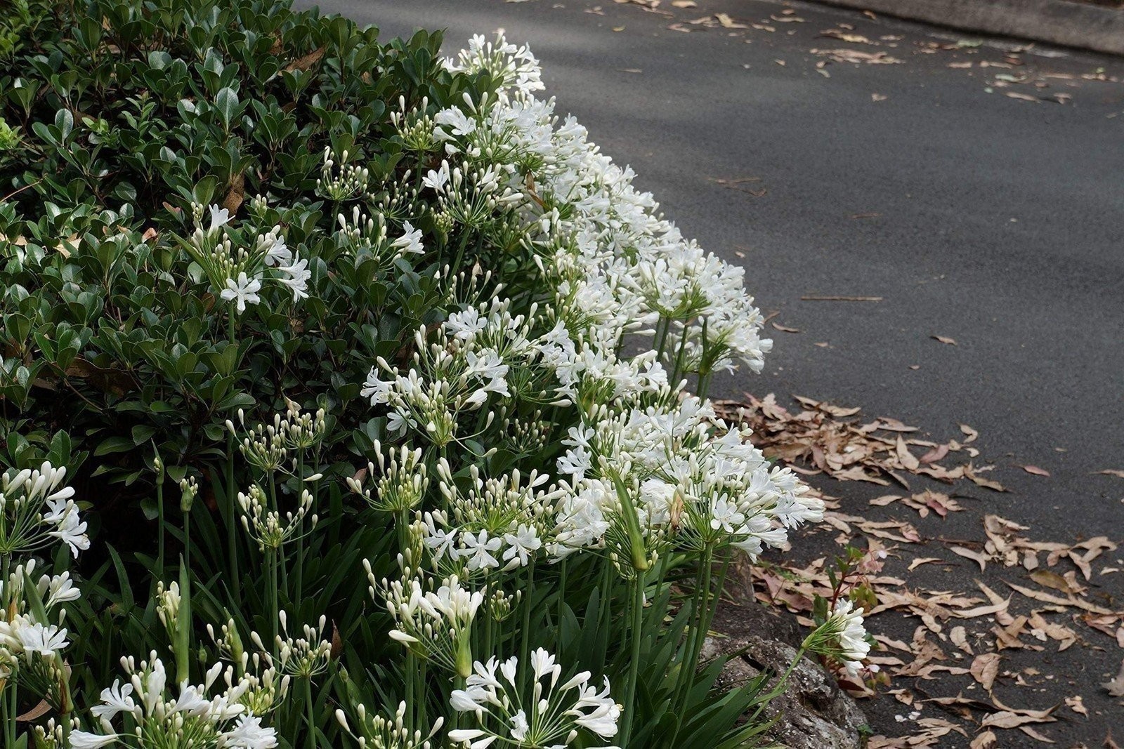 Agapanthus Getty White | 2 Inch | Agapanthus praecox | White Flowers | Borders