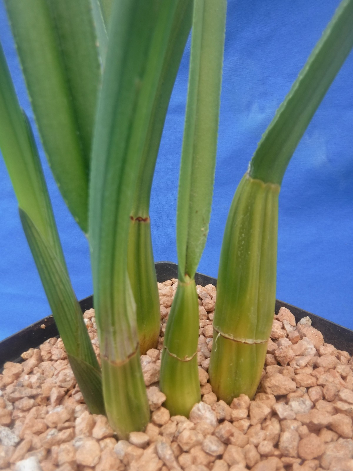 Eulophia petersii 5 Stems Amazng Flowr Desert Orchid Succulent Plant 12″ Tall W3