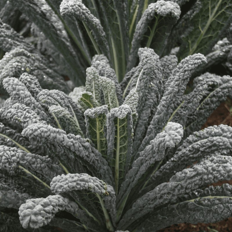 200 Seeds Lacinato Kale Black Tuscan Dinosaur Kale, Non-GMO Free Shipping