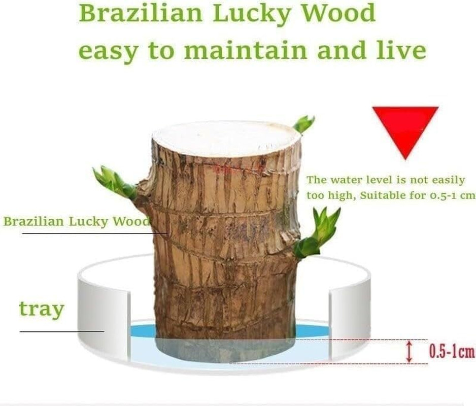 Brazilian Wood Plant Brazilian Lucky Wood Plant