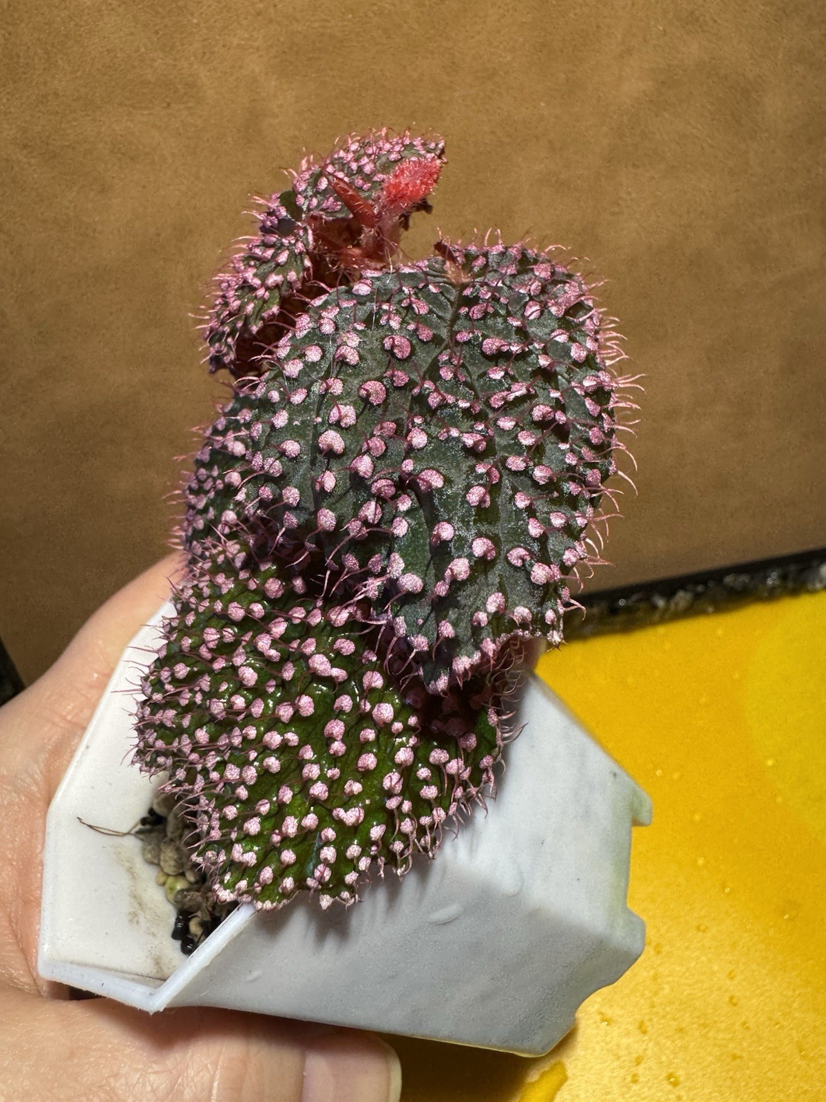 Begonia Baik x Begonia Ocellata hybrid/PINK URCHIN! Exact Plant!!