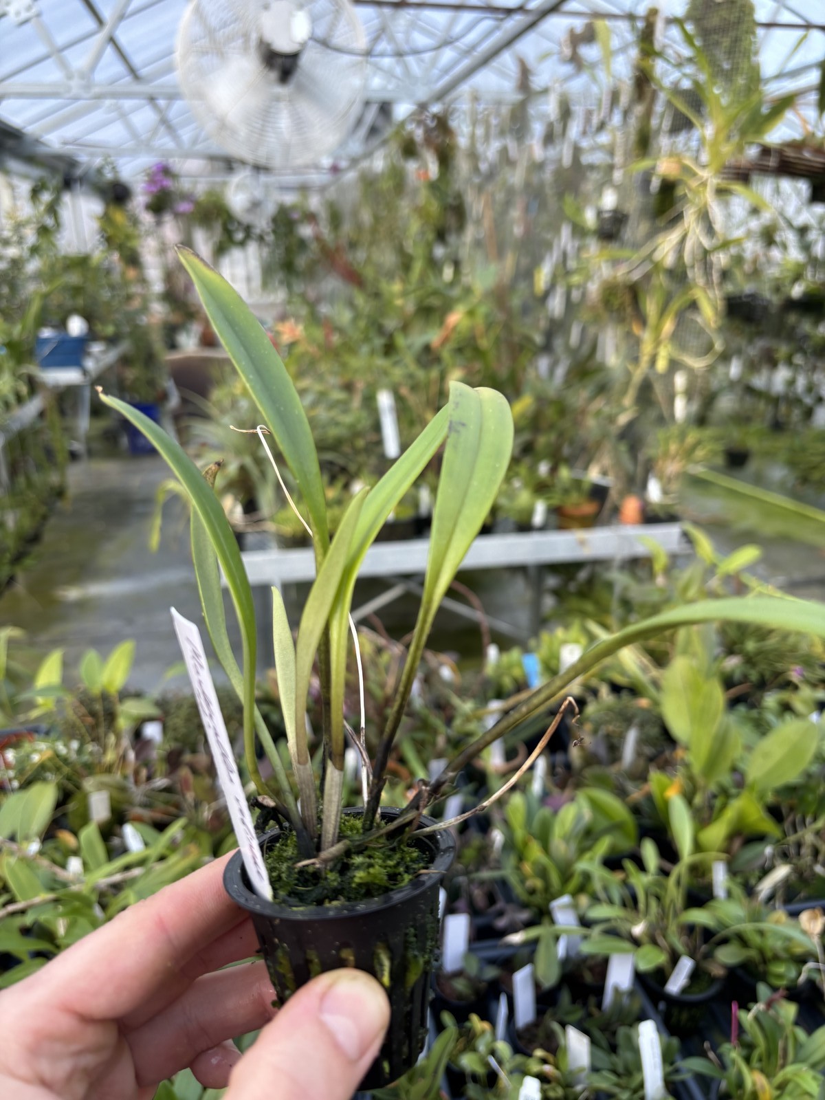 Masdevallia robineae Rare compact orchid species FRAGRANT bloom size