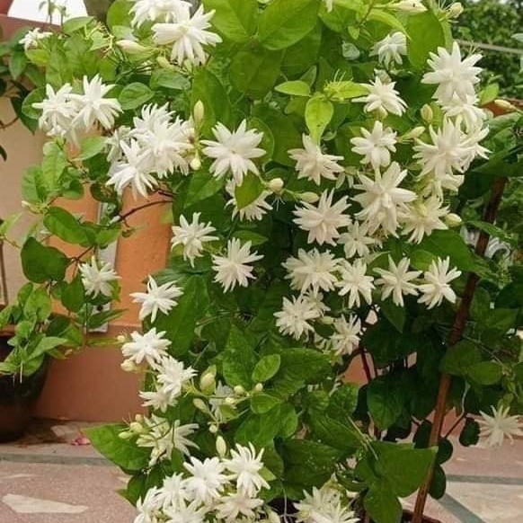 Live Belle of India Jasmine Plant – 6″ Pot – No Shipping to HI, PR, AK, CA