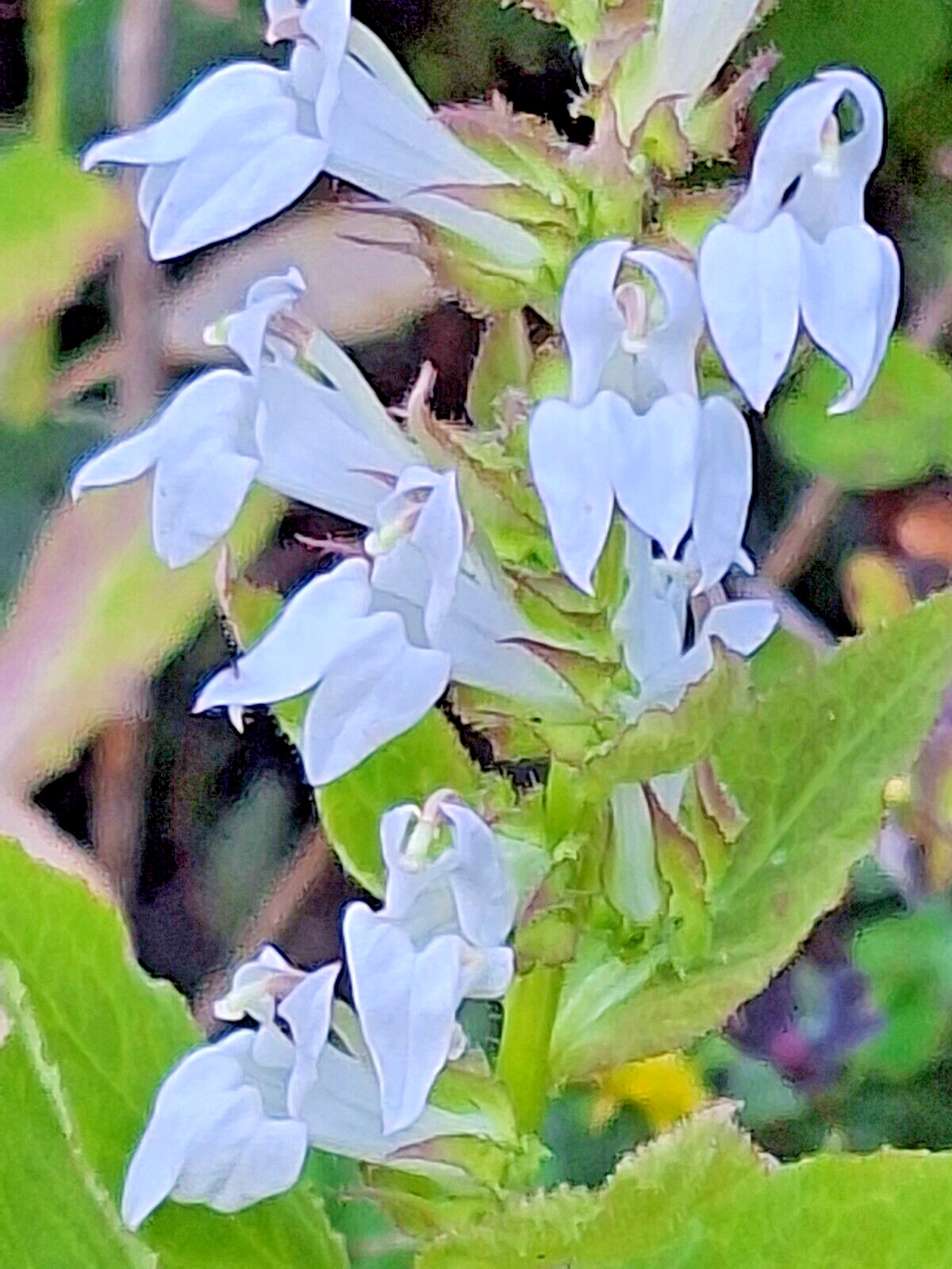 Giant white lobelia 253 SEEDS, LOBELIA SIPHILITICA hardy, EZ to grow, USA seller