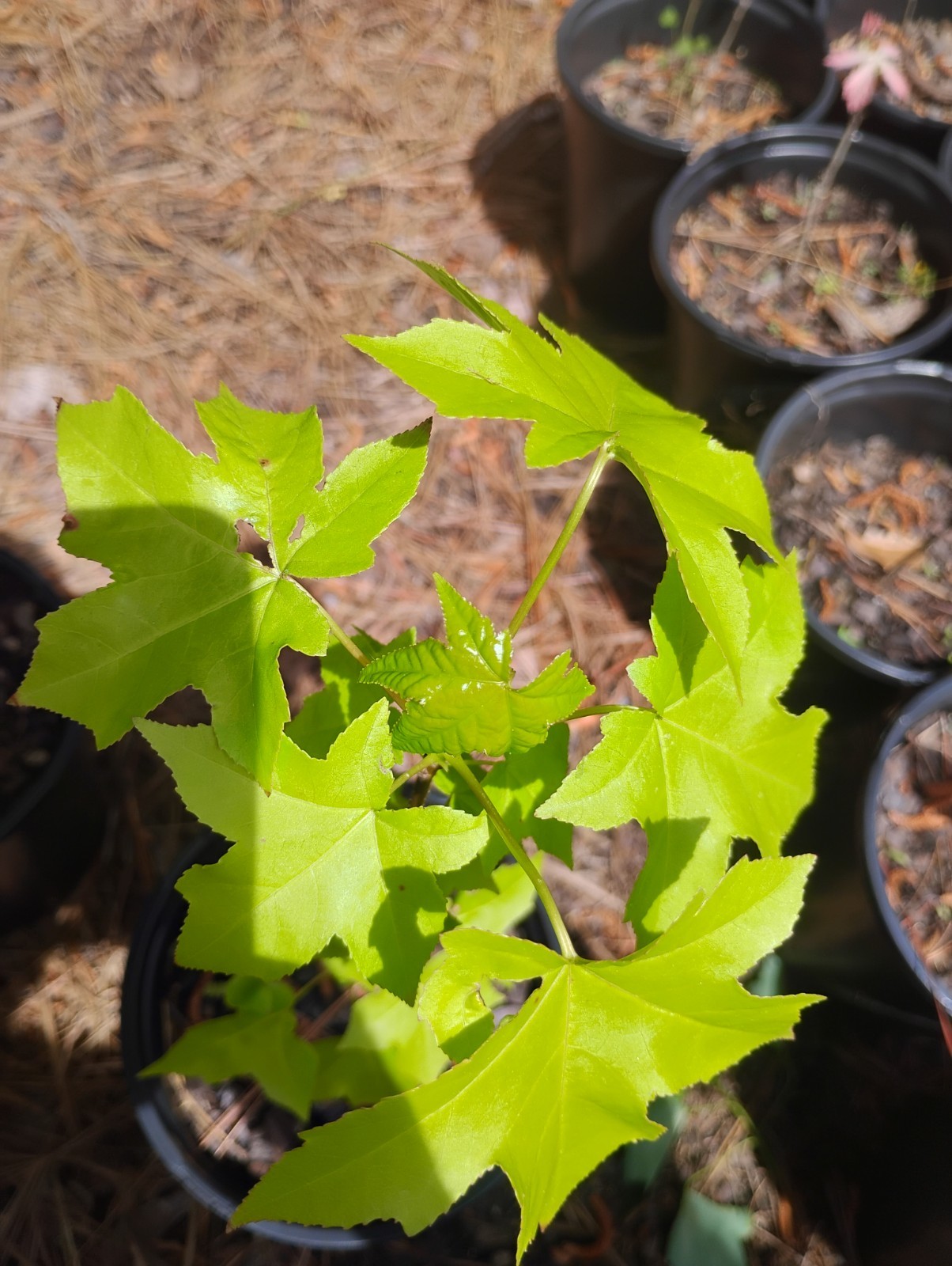 Sweetgum Tree, 1 Gallon Pot