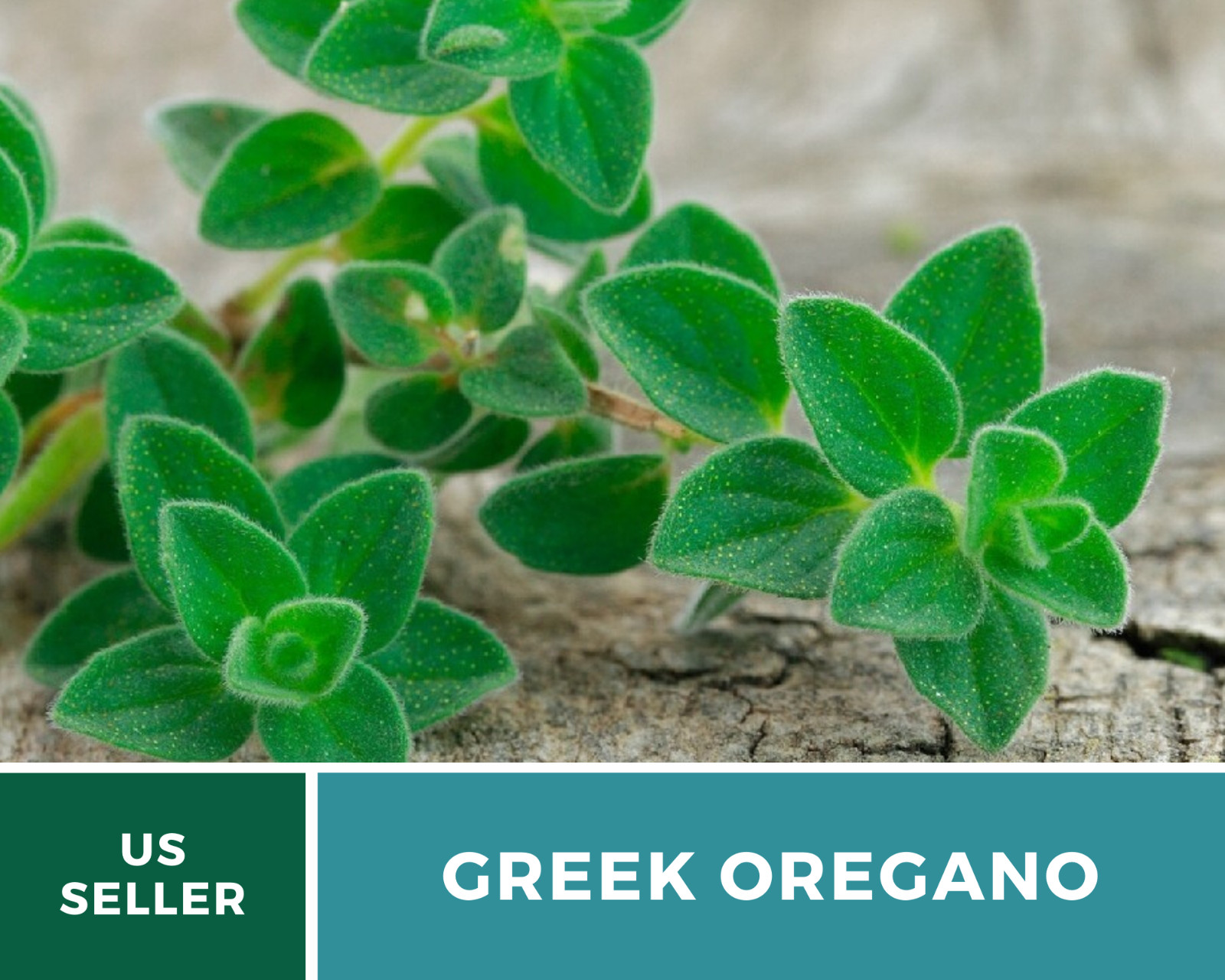 Oregano, Greek – 500 Seeds – Medicinal & Culinary Herb – Heirloom – Non GMO