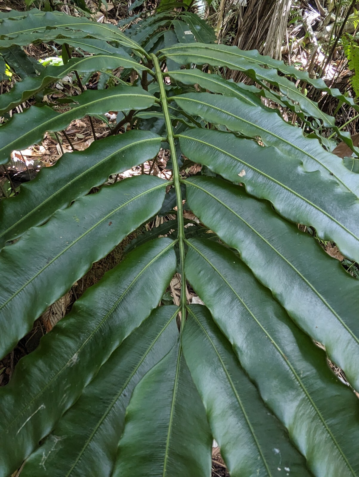 x2 EX Rare : LIVE : Danaea Nodosa Fern 4 inch Exotic Unique Big Grower rainfores