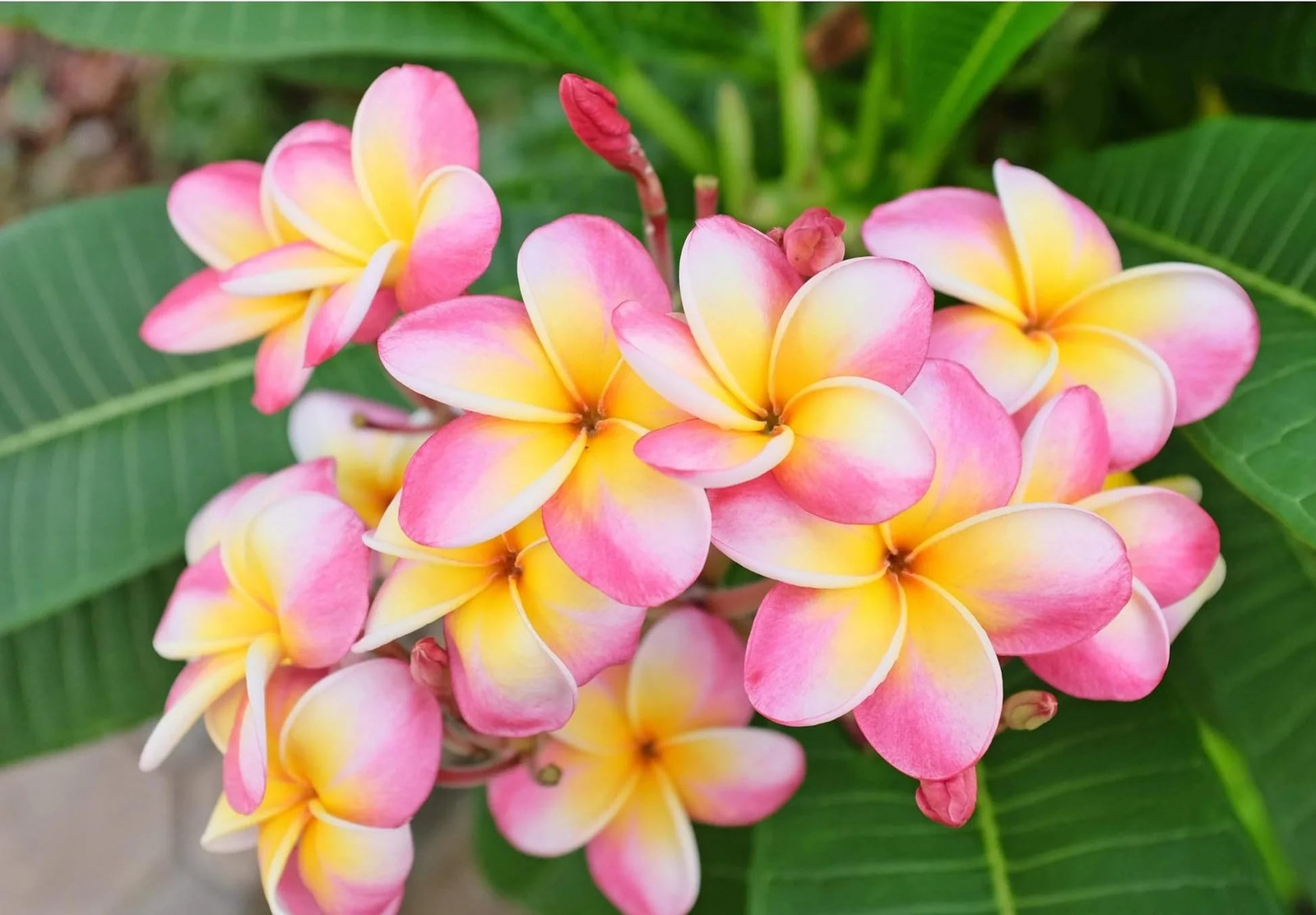 PLANT NOOK Plumeria Live Cutting 3-Pack | White Yellow and Pink Plumeria