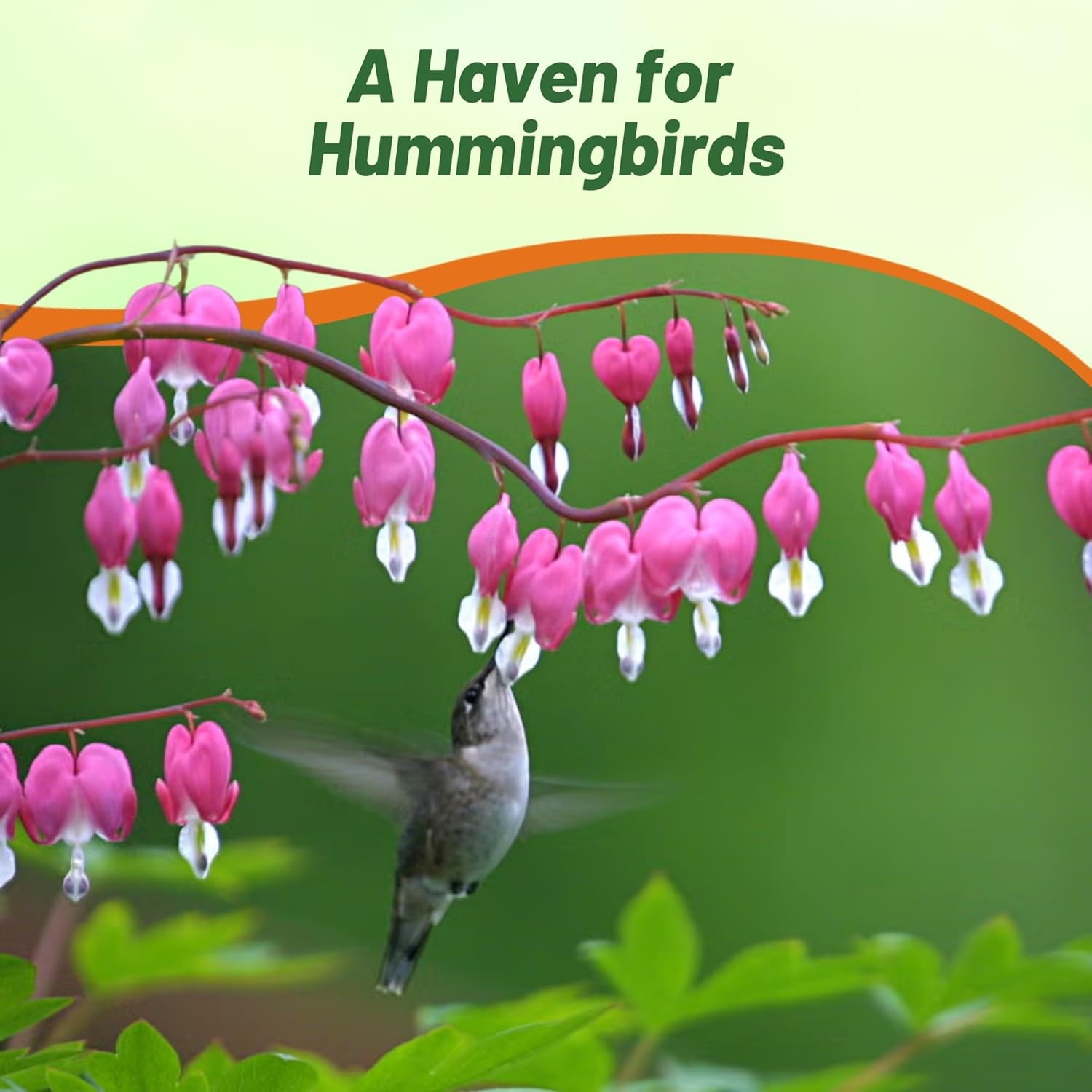 100 Seeds Dicentra Seeds – Fringed Bleeding Heart – Dicentra Eximia Flower Seeds