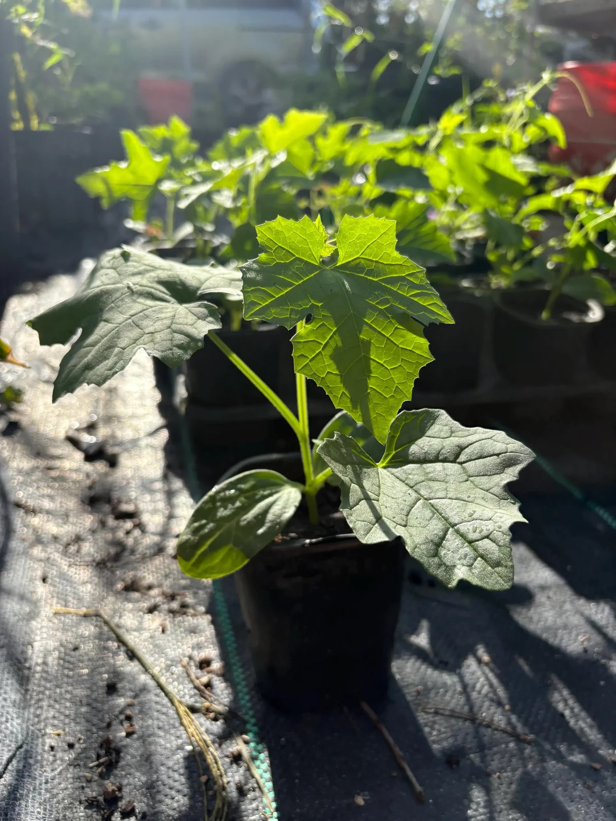 Loofah, the Natural Sponge | Loofah / 6 – 9 inch Luffa Plant in a Soiled Pot