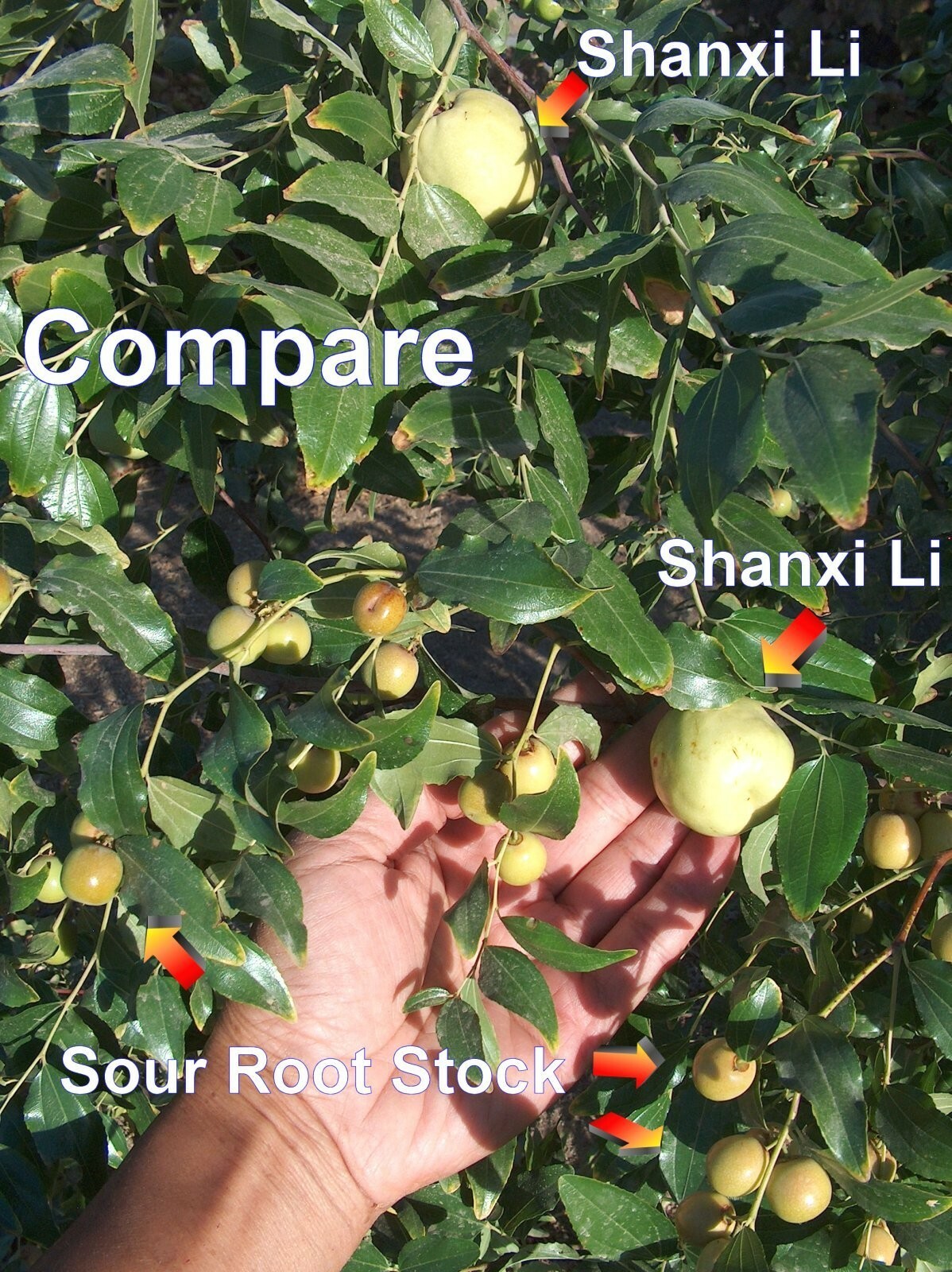 T582D (4) Sour Jujube Thin Cutting Rootstock Tree Plant For Scion-Wood Graft 酸枣仁