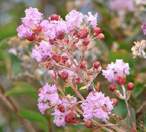 35 LIGHT PINK CREPE MYRTLE Crape Tree Shrub Lagerstroemia Indica Flower Seeds