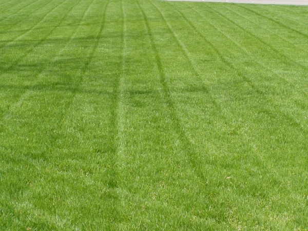 Annual Rye Grass Seed (1 lb. Pack) Grass Seed, Cool Season Gulf Rye Grass Seed