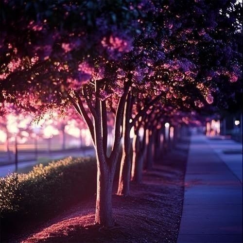 Crape Myrtle Twilight | 3 Gallon | Lagerstroemia indica | Summer Blooms