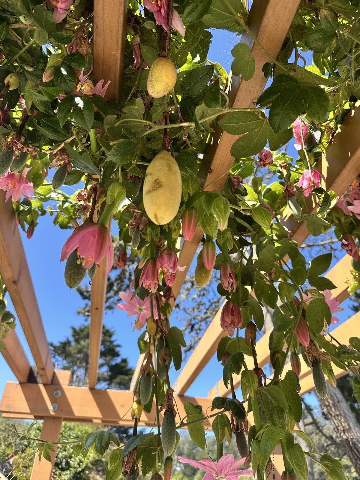 3 Nursery Bananas Passion Fruit Live Plants